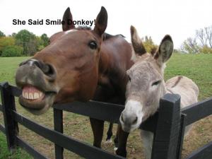 horse-donkey